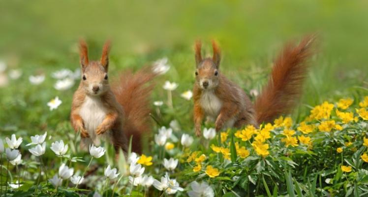 Frühling from Mariola Bednar