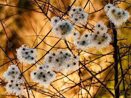 Flauschig