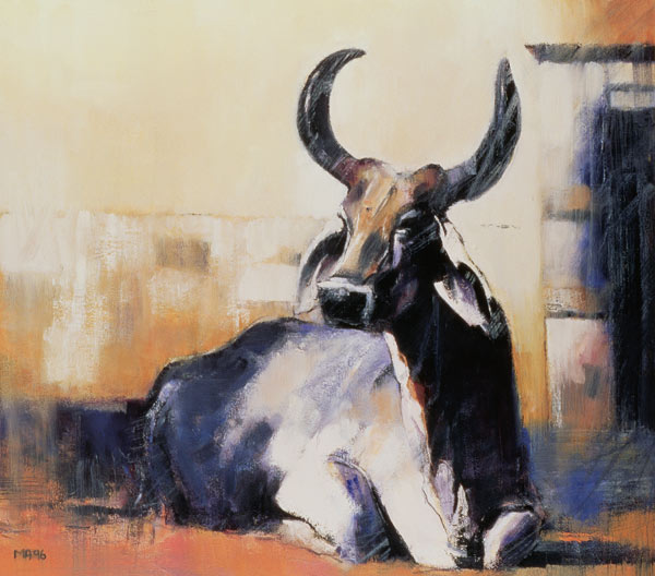 Sacred Cow, Bhuj from Mark  Adlington
