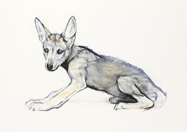 Adolescent Arabian Wolf Pup from Mark  Adlington
