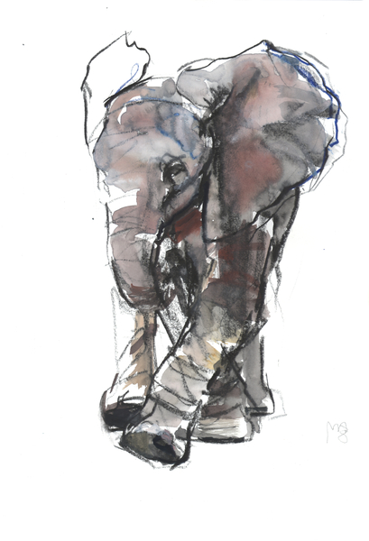 Baby Elephant Study from Mark  Adlington