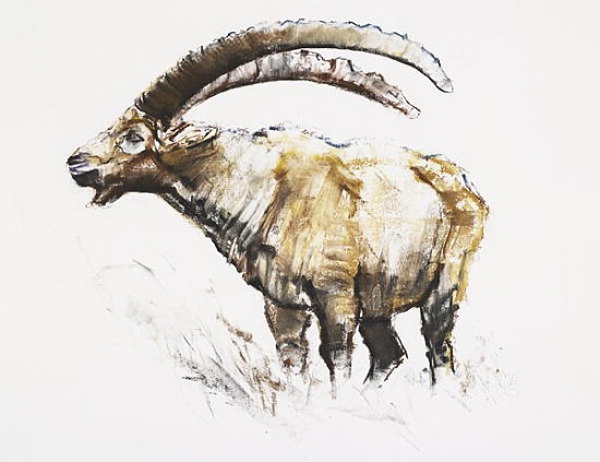 Ibex, Noasca from Mark  Adlington