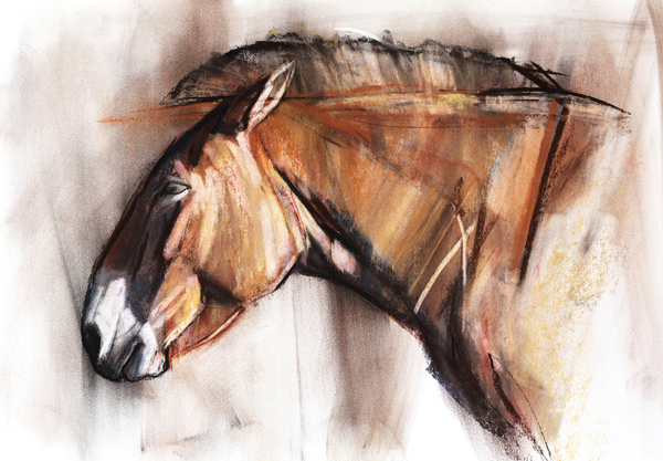 Resting Horse from Mark  Adlington