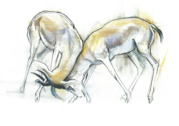 Sand Gazelles from Mark  Adlington