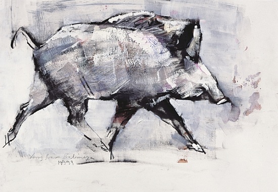 Young boar, Bialowieza, Poland from Mark  Adlington