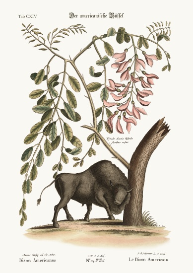 The American Bison from Mark Catesby