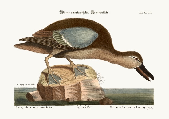 The Blue-wing Teal from Mark Catesby