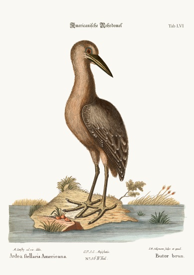 The brown Bittern from Mark Catesby