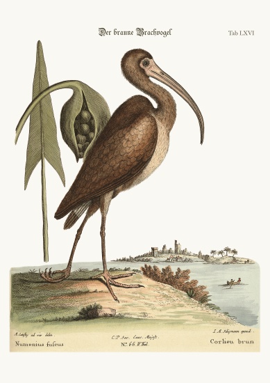 The brown Curlew from Mark Catesby