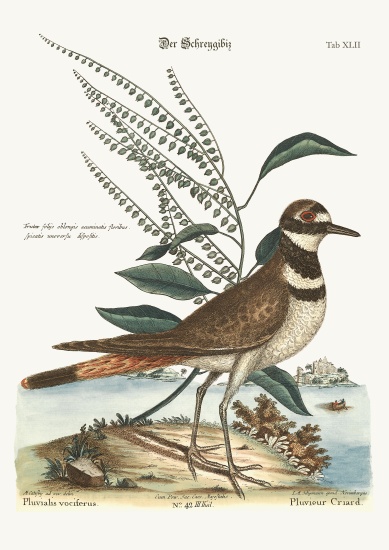 The Chattering Plover from Mark Catesby