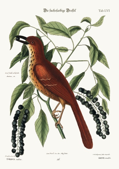 The Fox coloured Thrush from Mark Catesby