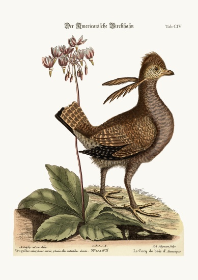 The Heathcock from Mark Catesby