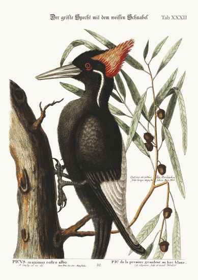 The largest white-bill Woodpecker from Mark Catesby