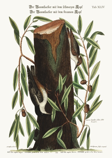 The Nuthatch. The small Nuthatch from Mark Catesby