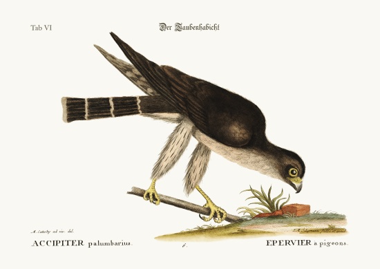 The Pigeon Hawk from Mark Catesby