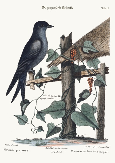 The purple Martin from Mark Catesby