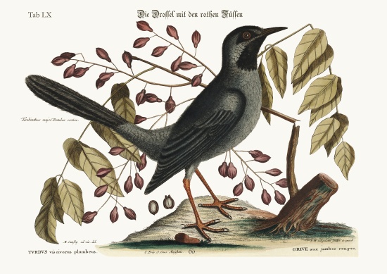 The red-legged Thrush from Mark Catesby