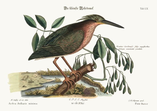 The small Bittern from Mark Catesby