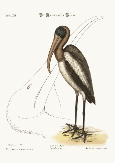 The Wood Pelican from Mark Catesby