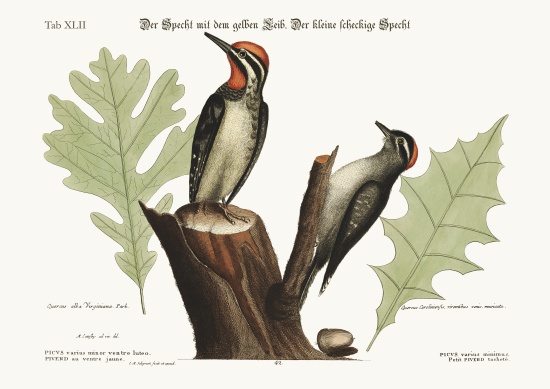 The yellow-bellied Woodpecker. The smallest spotted Woodpecker from Mark Catesby