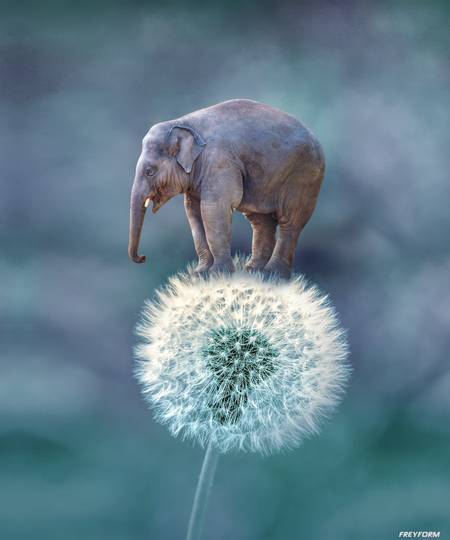 Elefant Auf Pusteblume