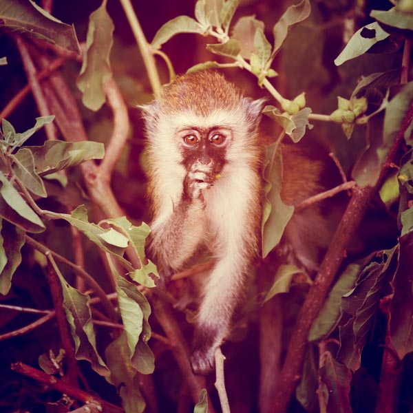 Monkey (2) from Lucas Martin
