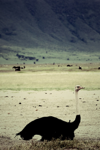Ostrich (2) from Lucas Martin