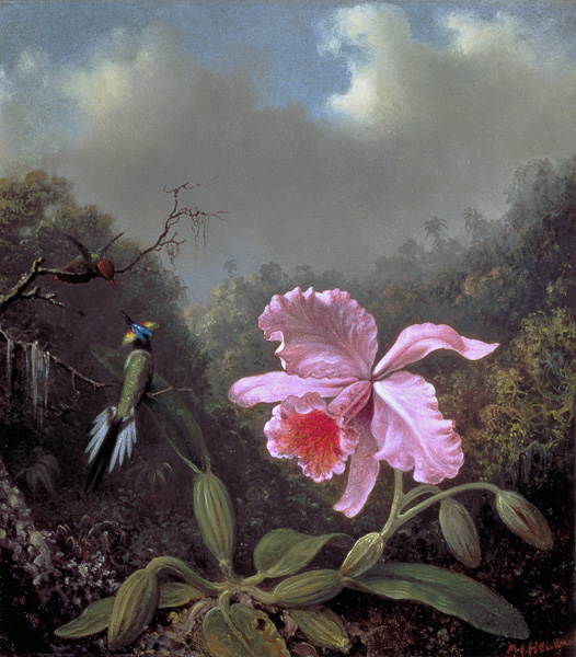 Still Life with an Orchid and a Pair of Hummingbirds from Martin Johnson Heade
