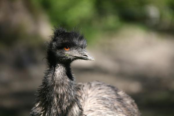 Großer Emu from Martina Berg