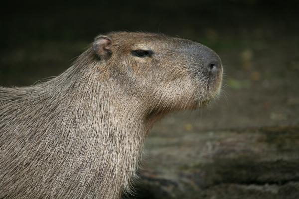Capybara from Martina Berg