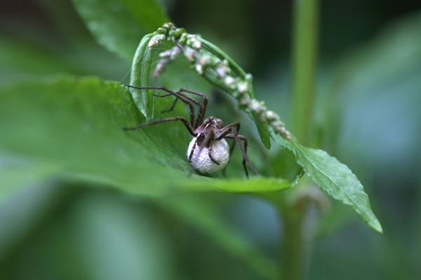 Listspinne from Martina Berg