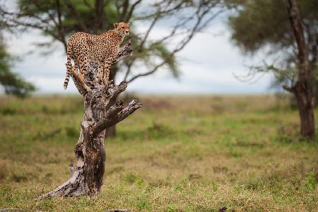 Ich bin gesichtet,ich bin auf einem Baum,ich bin ein Leopard!