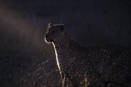 Die Nacht des Leoparden