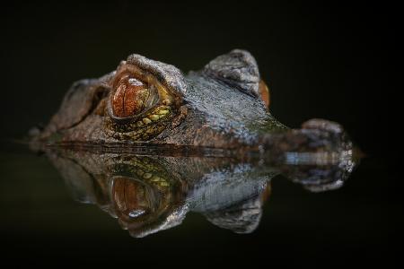 Cuviers Zwergkaiman - Paleosuchus Palpebrosus