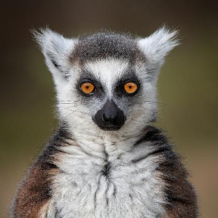 Maki Catta – Lemurenkatze