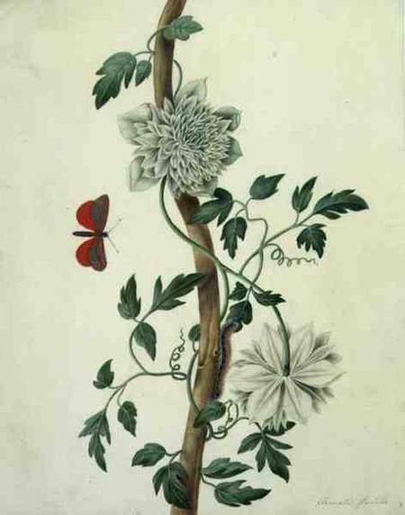 Clematis Florida with Butterfly and Caterpillar from Matilda Conyers
