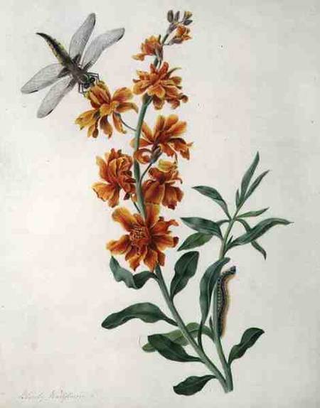Erysium Cheiri with Dragonfly and Caterpillar (w/c and gouache over pencil on vellum) from Matilda Conyers