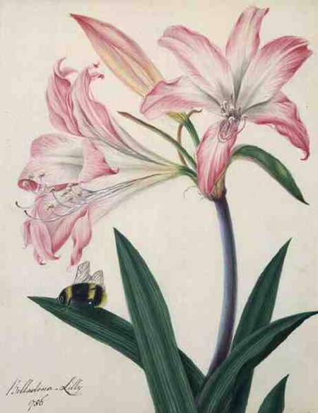 Lilium Belladonna and Bee from Matilda Conyers