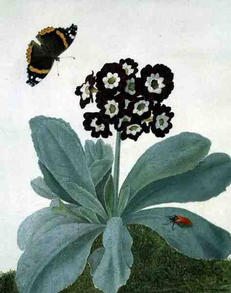Primula Auricula with Butterfly and Beetle from Matilda Conyers