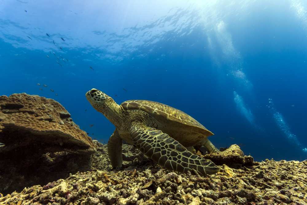 Marine turtle from Mato P.