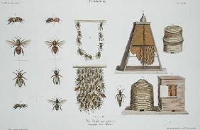 Bees and bee-keeping, from 'The Young Landsman', published Vienna, 1845 (hand-coloured litho)