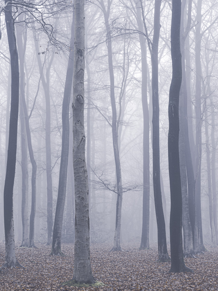 Bäume im Nebel from Maurice Mies