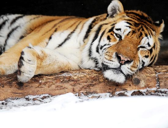 Tiger im Schnee from Maurizio Gambarini