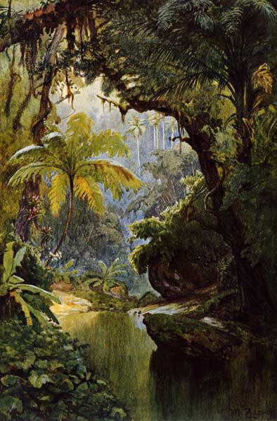 Brazilian Jungle , Zaeper