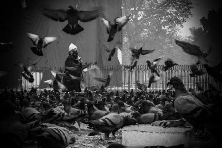 Tauben füttern auf der Straße,schönes Straßenfoto
