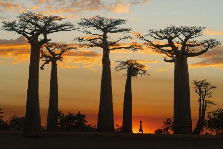 Baobabs im Sonnenuntergang
