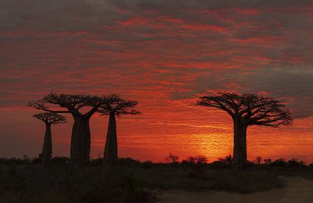 Der Baobab-Baum im Morgenlicht