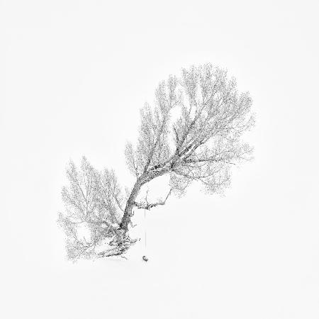 Einsamer Baum im Winter (Luftaufnahme)