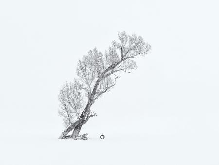 Einsamer Baum im Winter (Schwarz/Weiß)
