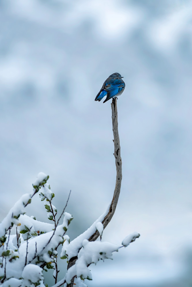 Vogel im Schneetag from Mei Xu